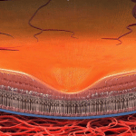 pigment macular