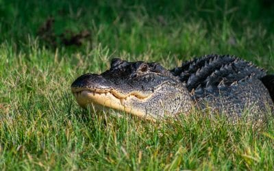 Lacrimi de crocodil